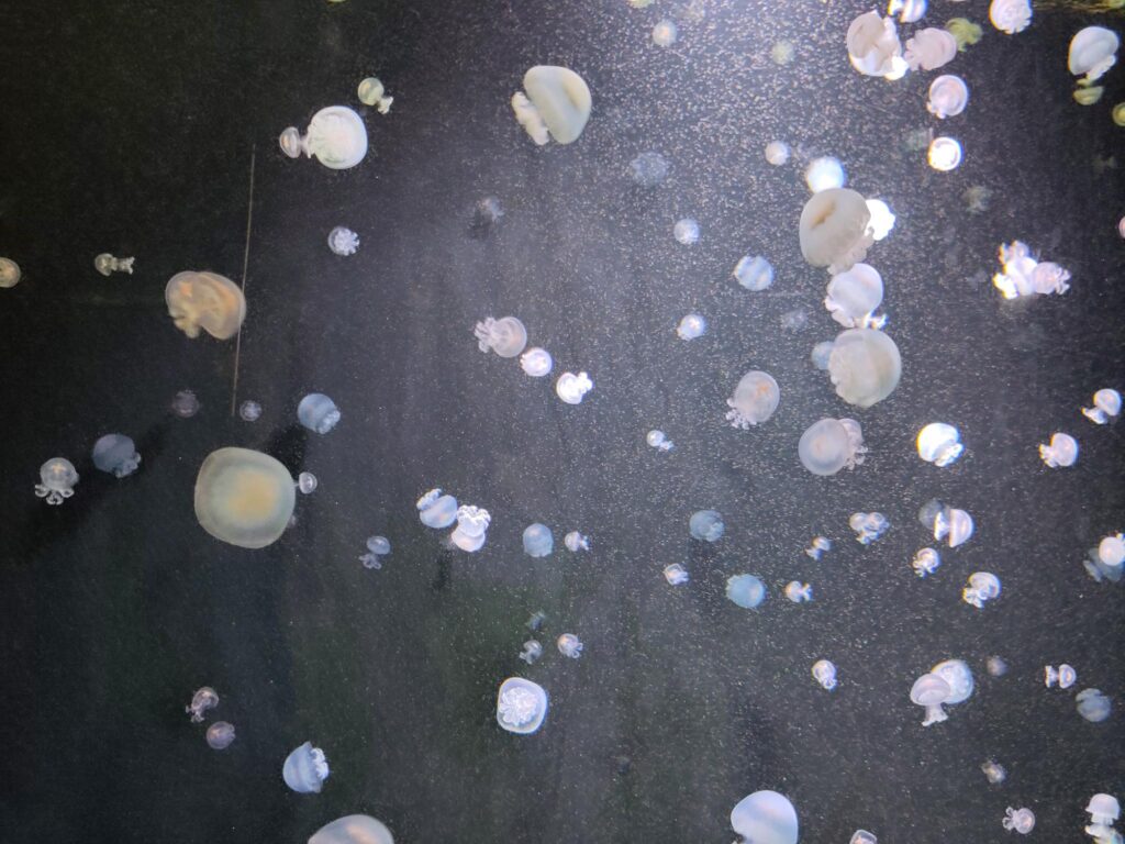 Close-up of small jellyfish floating gracefully in illuminated water at Berlin aquarium.