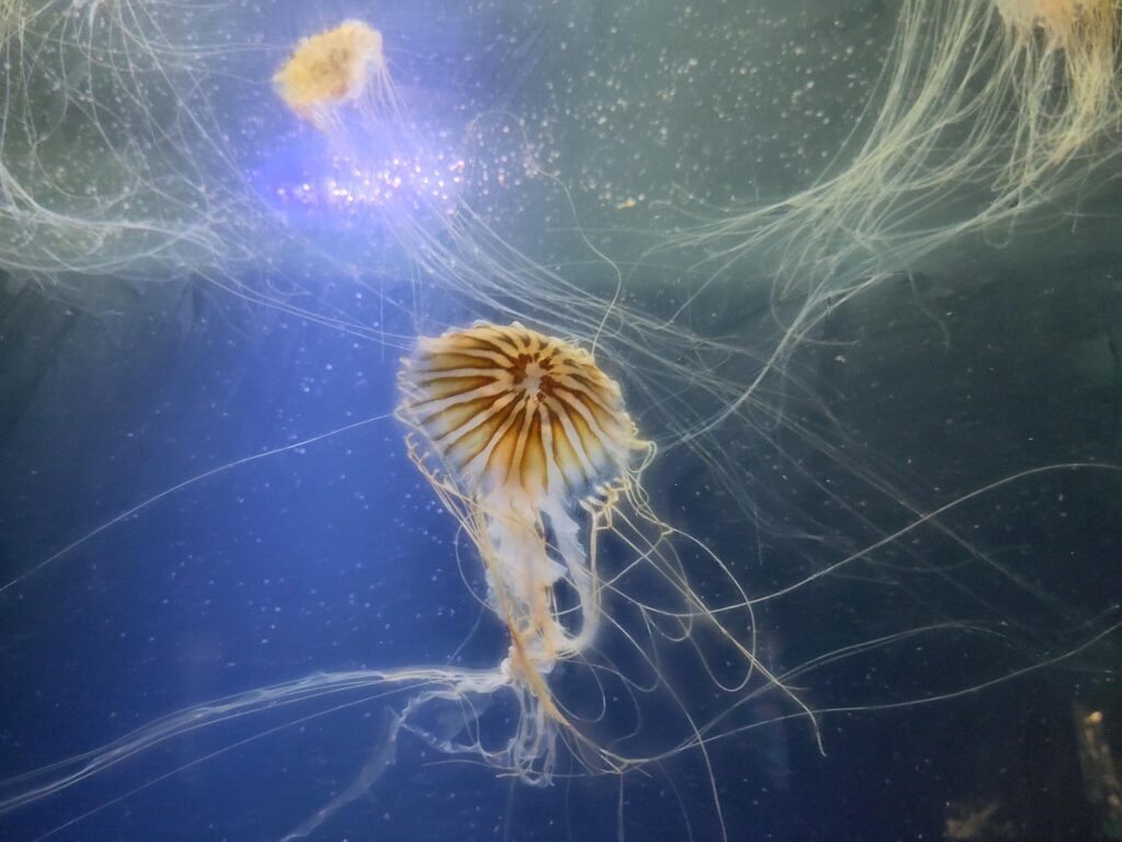Large jellyfish with long tendrils glowing under a beautiful light source at Berlin aquarium, creating a serene and magical atmosphere.