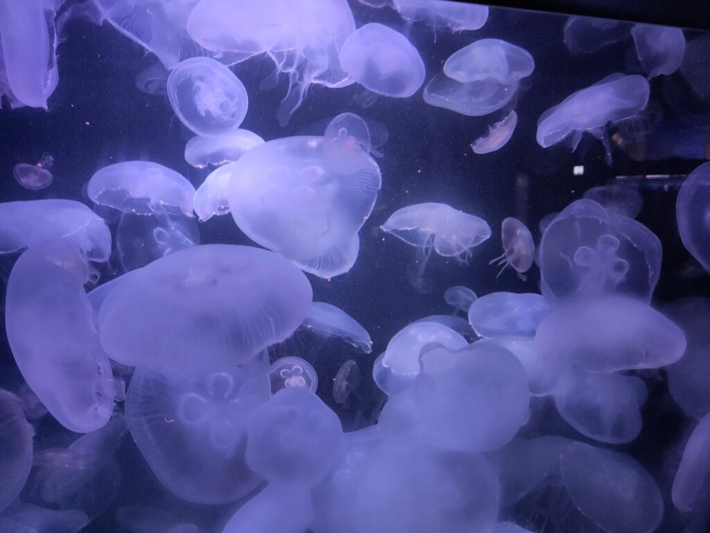 Jellyfish in the Berlin aquarium. Gentle lighting.